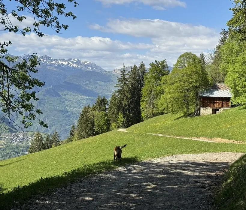 Sentier au cœur des forêts de mélèzes près du Chalet Arpian, vue sur les sommets de Valmorel